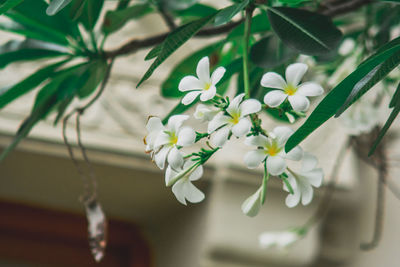 Close-up of white flowers against blurred background