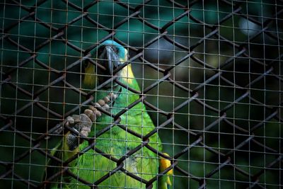 Close-up of parrot perching on chainlink fence in cage