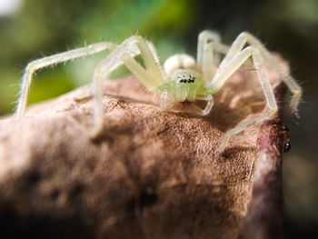 Close-up of spider