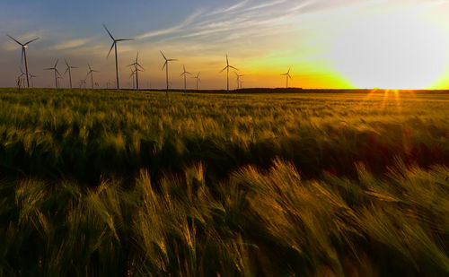 Scenic view of agricultural field against sky during sunset