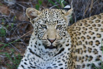 Close-up portrait of a leopard cub