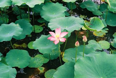 High angle view of lotus water lily blooming outdoors