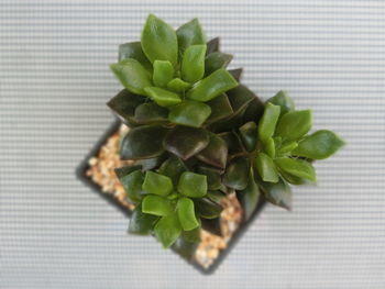 High angle view of succulent plant on table