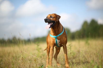 Dog looking away on field