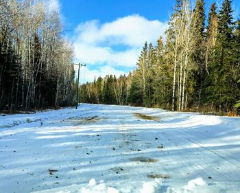 Trees on snow covered land against sky