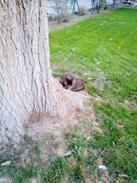 Trees growing on grassy field