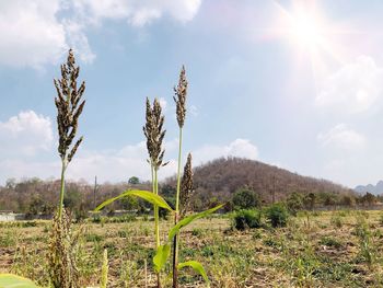 Plants growing on land against sky