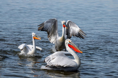 Ducks swimming in lake