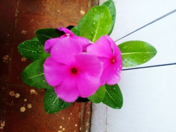 High angle view of water lily blooming in container