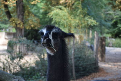 Close-up of dog on tree