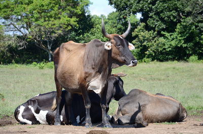 Cows in a field