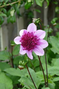 Close-up of pink flower