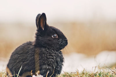 Close-up of a rabbit on field