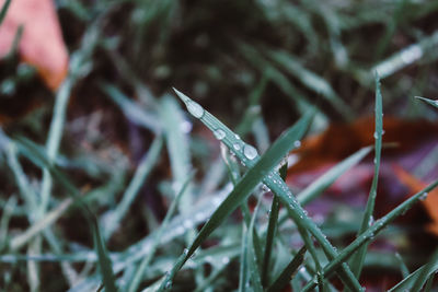 Close-up of raindrops on grass during winter