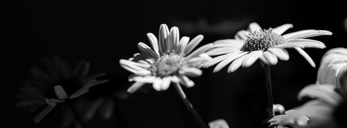 Close-up of hand holding daisy flowers at night