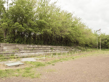 Trees in park