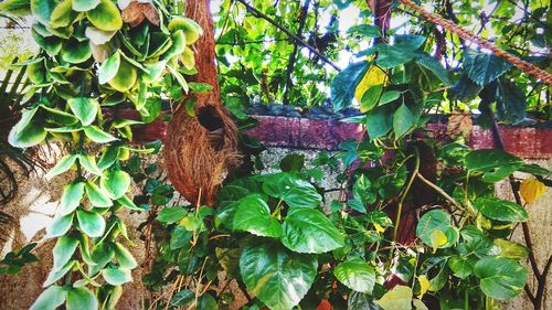 Close-up of ivy hanging on tree