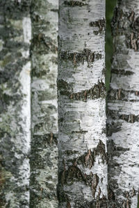 Full frame shot of tree trunk in forest