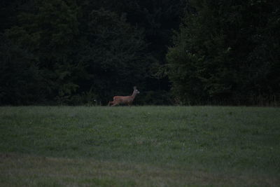 Deer on field against trees