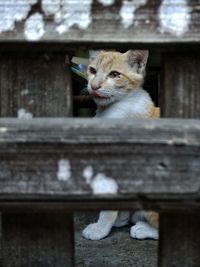 Close-up of cat sitting on wood