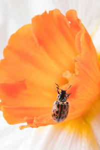 Close-up of insect on flower