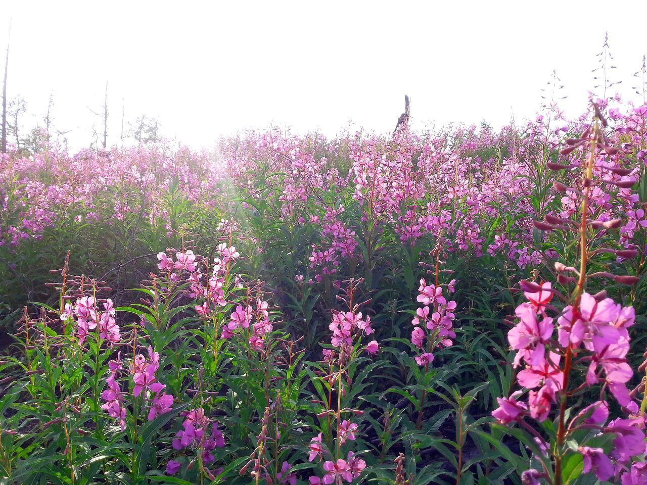 CLOSE-UP OF PINK FLOWERING PLANTS ON LAND