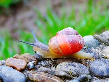 Close-up of snail