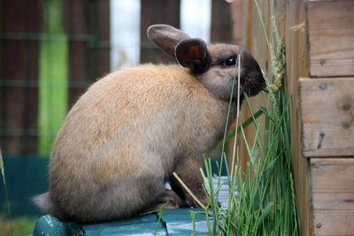 Close-up of a bunny eating grass