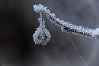 Close-up of frozen plant