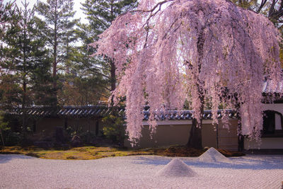 View of flowering trees in park