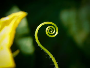 Close-up of yellow flower