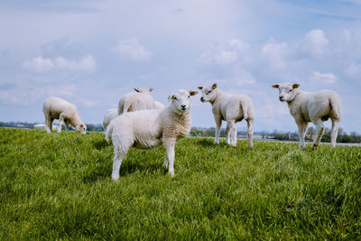 Flock of sheep on field