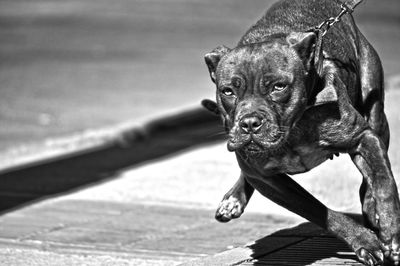 American pit bull terrier running on footpath