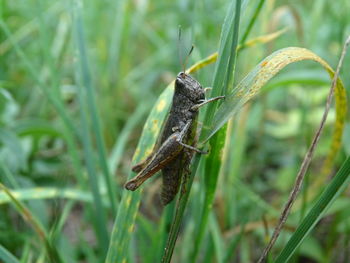 Close-up of insect on grass