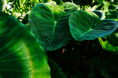 Close-up of raindrops on leaves