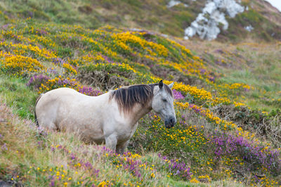 Horse standing on field against sky