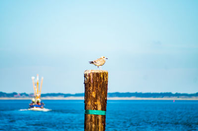 Seagull perching on wooden post in sea against sky