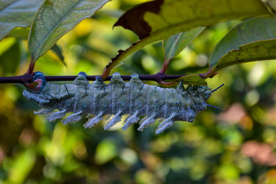 Close-up of lizard on leaves