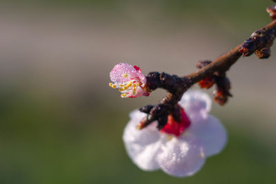 Marco picture of apricot flowers blooming on a branch , organic garden , italy .