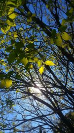 Low angle view of tree against sky