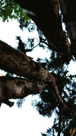 Low angle view of tree