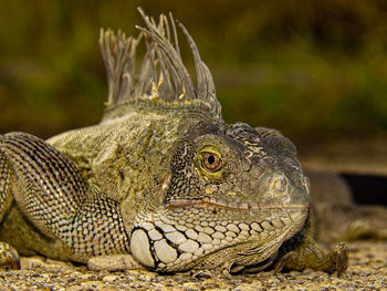 Iguana warming up in the sun