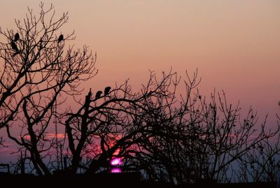 Silhouette bare tree against orange sky