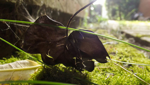 Close-up of insect on plant