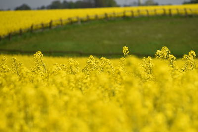 Scenic view of oilseed rape field