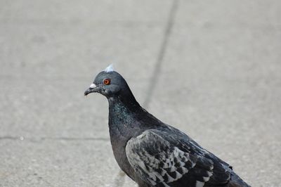 Close-up of bird perching outdoors