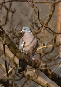 Close-up of bird perching on branch