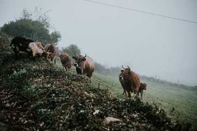 Horses on a field