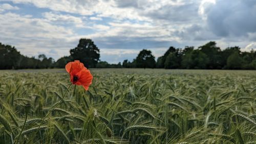 Scenic view of field against sky