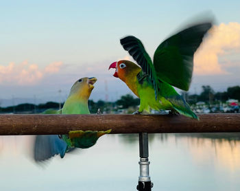 Close-up of bird perching on branch